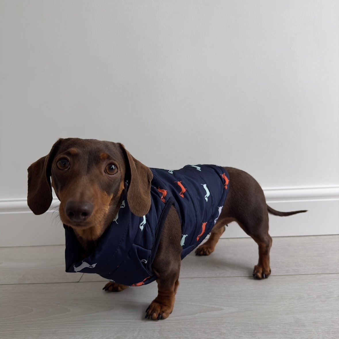 Sausage Dog Gilet