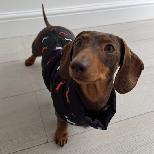 Sausage Dog Gilet