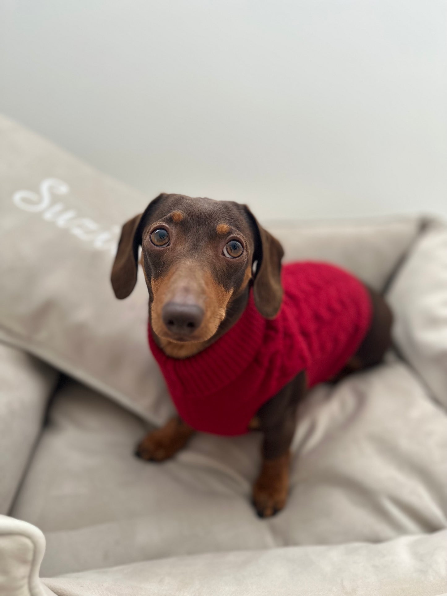 Burgundy Knitted Dog Jumper