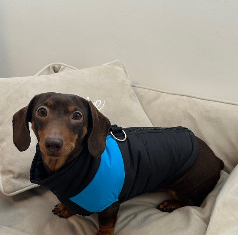 Waterproof Dog Jacket – Black & Blue Puffer Gillet Coat for Small Dogs
