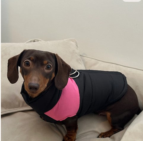 Waterproof Dog Jacket – Black & Blue Puffer Gillet Coat for Small Dogs